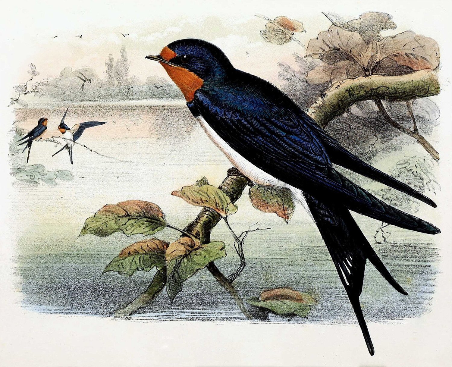 Hirundo rustica by John Gerrard Keulemans (1842–1912), Public Domain via Wikimedia Commons