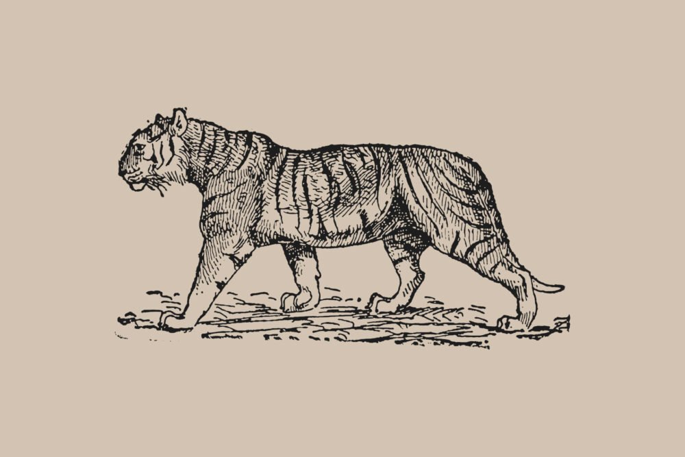 Tiger tattoo - history and symbolism