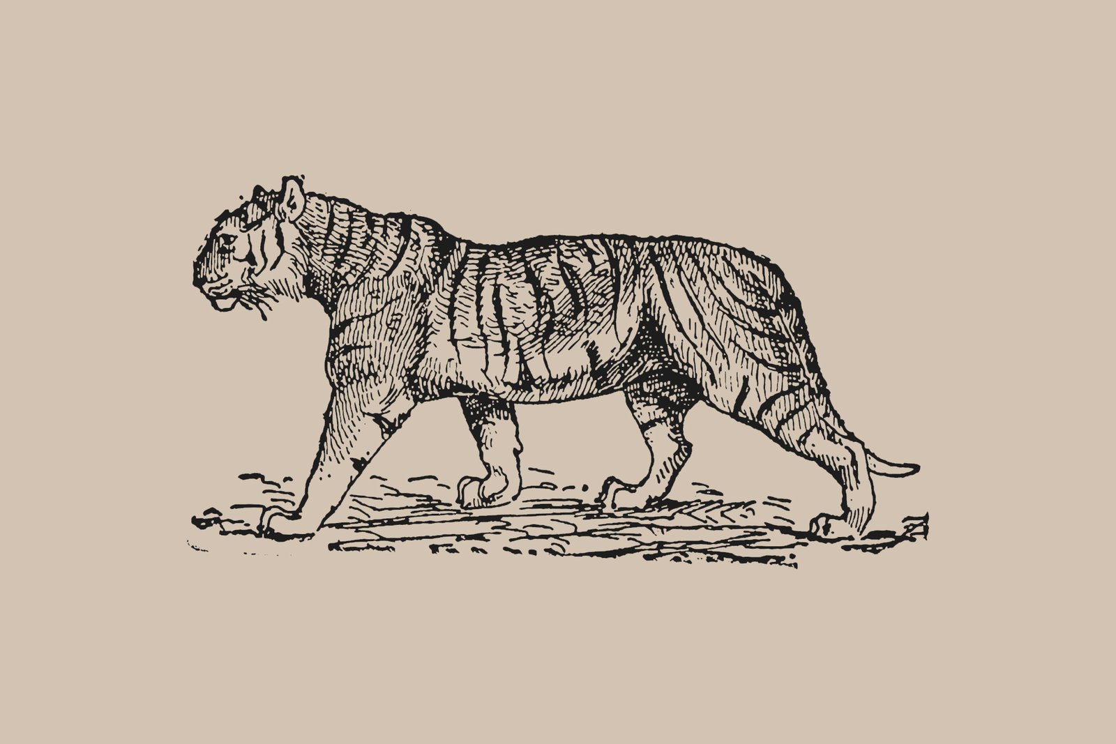 Tiger tattoo