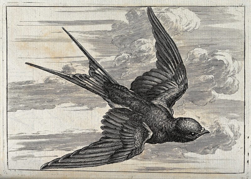 A swallow in flight. Engraving, ca. 1690, after F. Barlow. Library reference: ICV No 2255. Photo number: V0022127