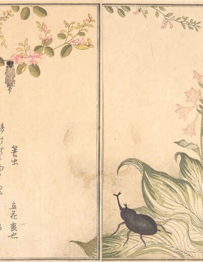 Bagworm (Minomushi); Horned Scarab Beetle (Kabutomushi), from the Picture Book of Crawling Creatures (Ehon mushi erami) Kitagawa Utamaro Japanese 1788. The Met Collection