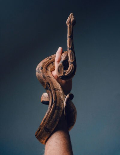 Close-up of a snake coiled around a human hand by Jan Kopřiva
