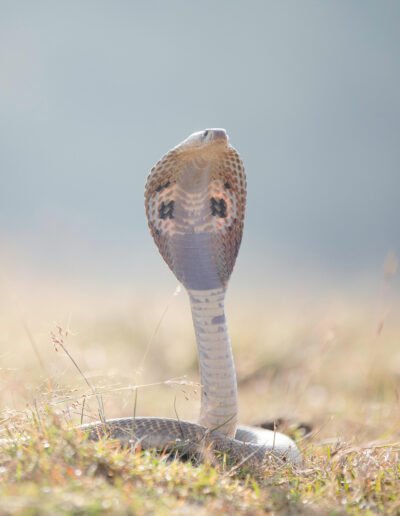 Close-up of an Indian Cobra (Naja naja) in a grassy field by Anil Sharma