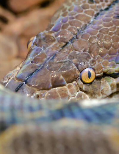 Close-up photo of a reticulated python by Erdal