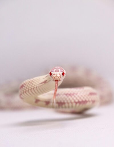 Close-up photo of an albino corn snake by Mateo Trujillo