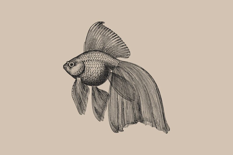 Goldfish tattoo — meaning, symbolism, and history
