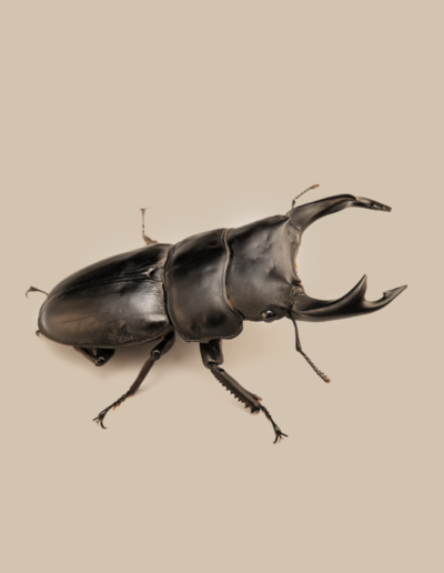 Japanese horned stag beetle (male)