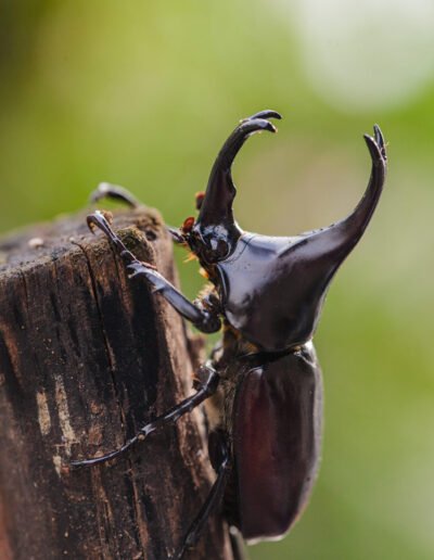 Japanese red rhinoceros beetle