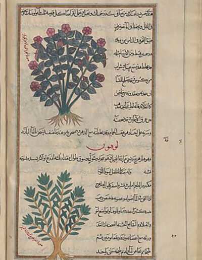Red rose of Ararat, al-ward al-ahmar al-jûdî (top); Yellow-berry buckthorn or lucium (Rhamnus infectoria), lûqiyûn, i.e. fîlzahraj (bottom), fol 53v. Date: 1889–1890. Tehran or Mashhad. Collection: Fī Hayūlā al-tibb.