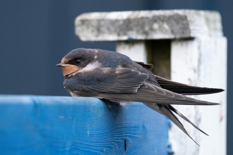 Resting swallow photographed by Thierry Rossier