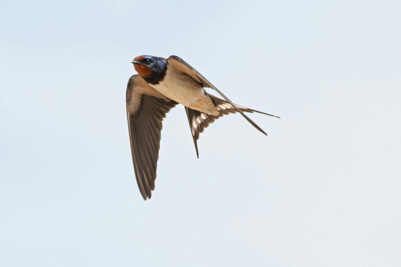 Swallow in flight photographed by Mahmoud Yahyaoui