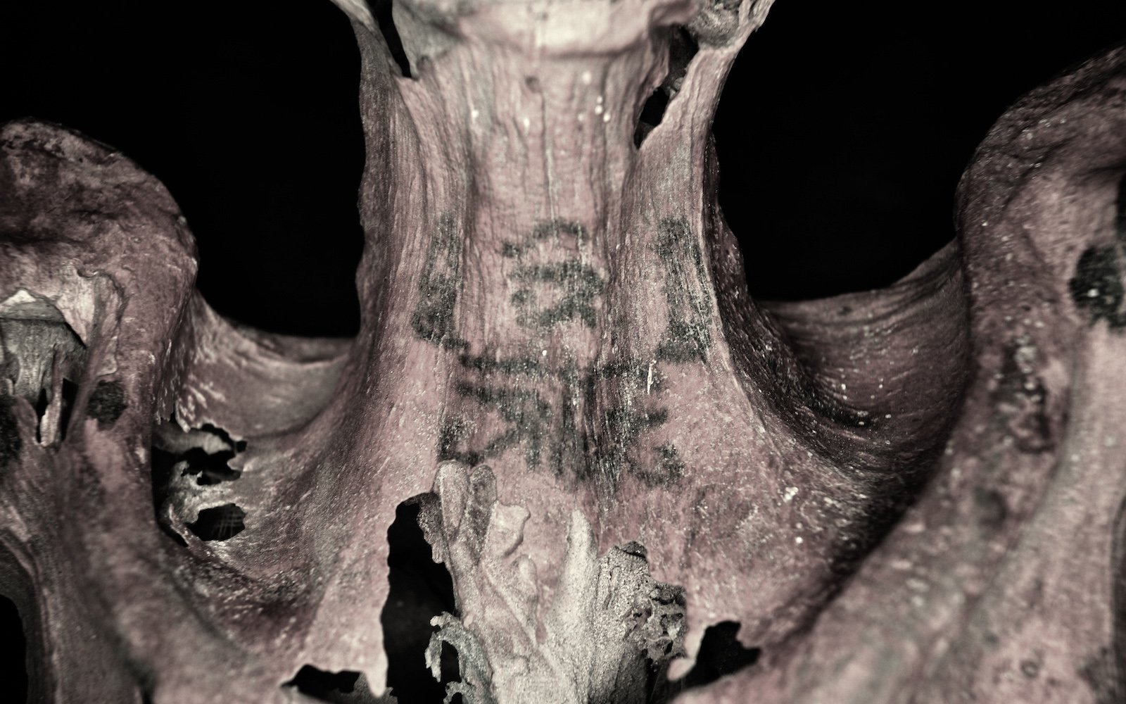 Tattooed mummy neck, Deir el Medina. Photo: Anne Austin