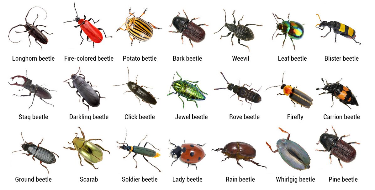 Types of Beetles