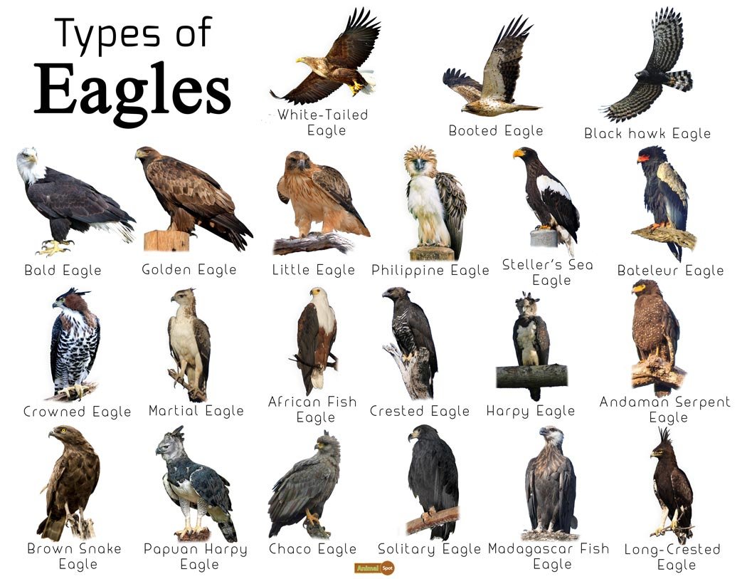Types of Eagles via Animal Spot (www.animalspot.net)