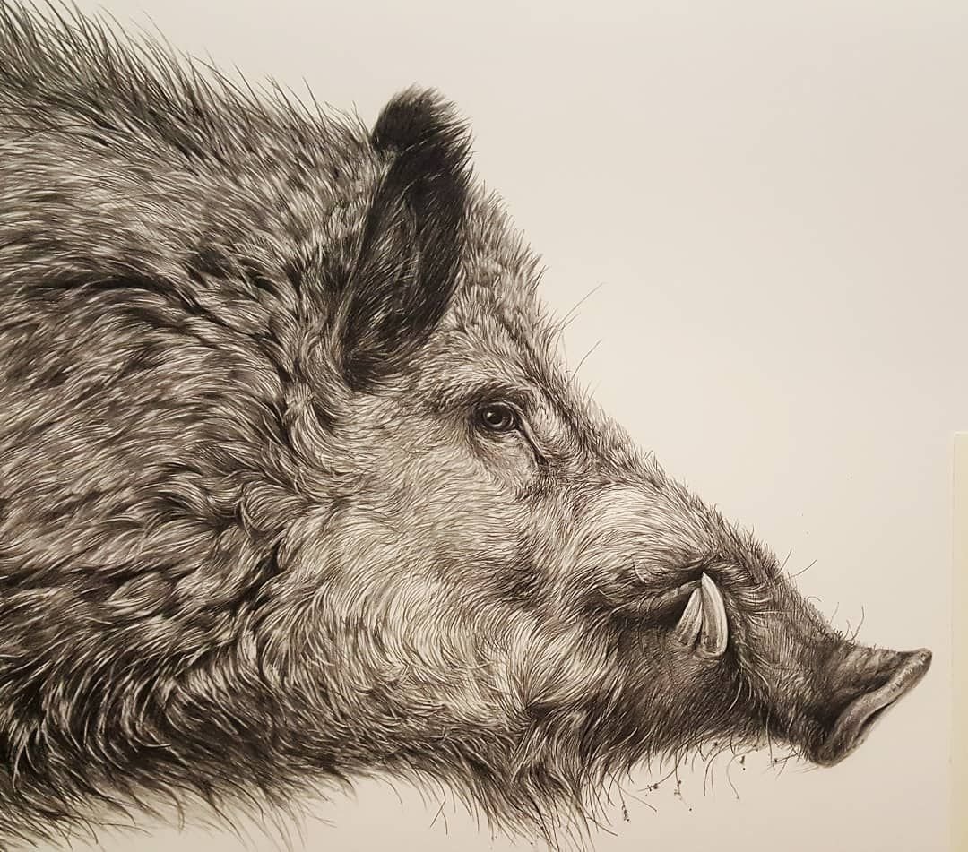 Wild pig (boar) by Tasha Gabeeva